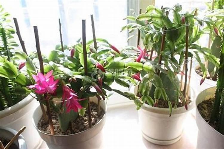 硝酸铵钙施一次管多久