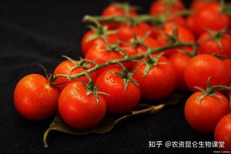 西红柿刚结一个果子要给施什么肥