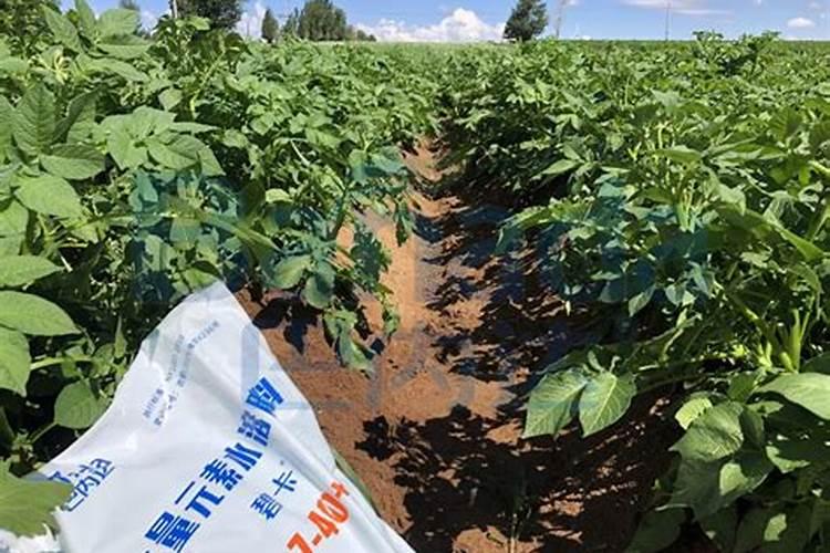 氮磷钾肥有哪些