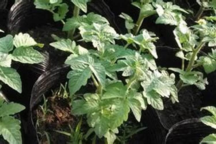 磷酸二氢钾和芸苔素混搭喷施烟叶怎么时候最佳？