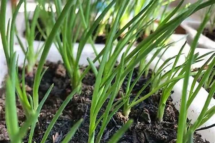 如何给大葱追肥最简单方法