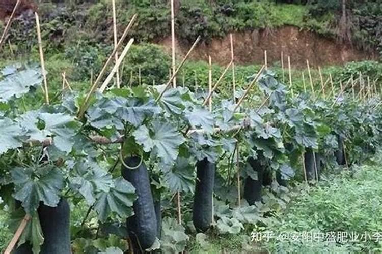 冬瓜喜欢什么肥料
