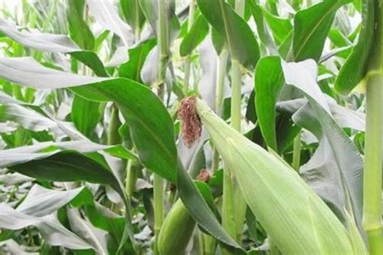 种植玉米的技术和方法