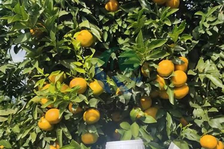 柑橘春梢如何促花保果？这里有管理方案(珍藏篇),不看太亏了