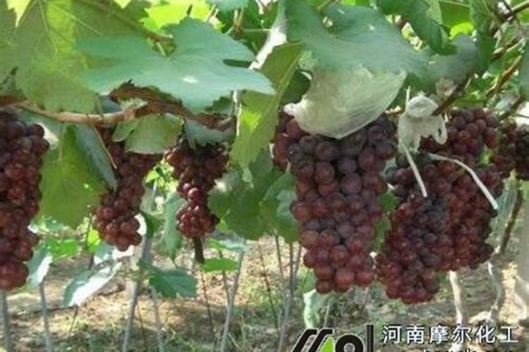喷叶面肥和给兰花浇水需要注意什么？