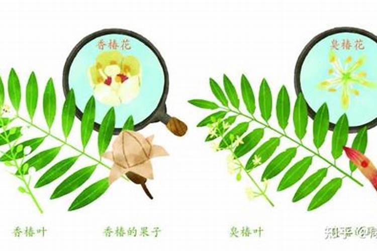 最好的黄瓜蘸花药