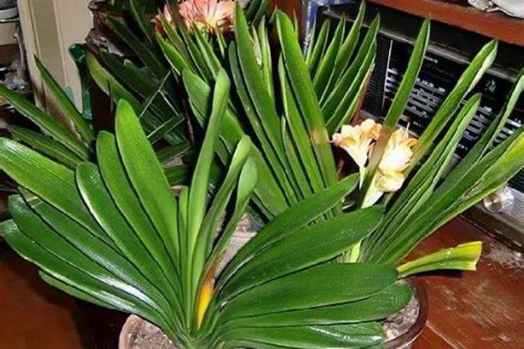 叶面肥的效果受什么影响？三七追施复合肥有效果吗？枸杞叶面肥批发