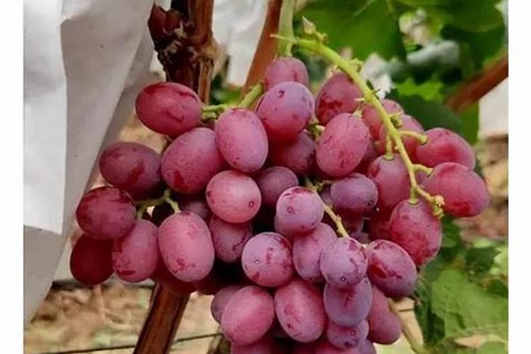 克伦生葡萄种植技术及技巧