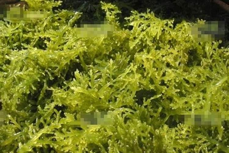 柑桔在什么时期使用海状元水溶肥为好