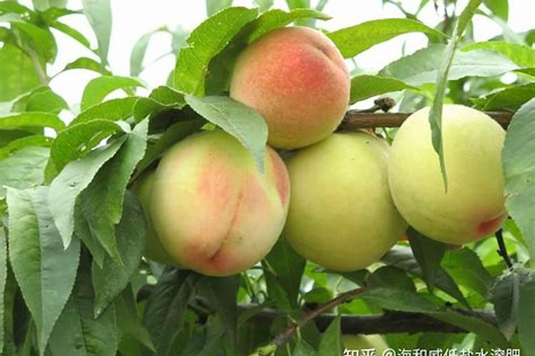 水城区杨梅乡填沟造地项目