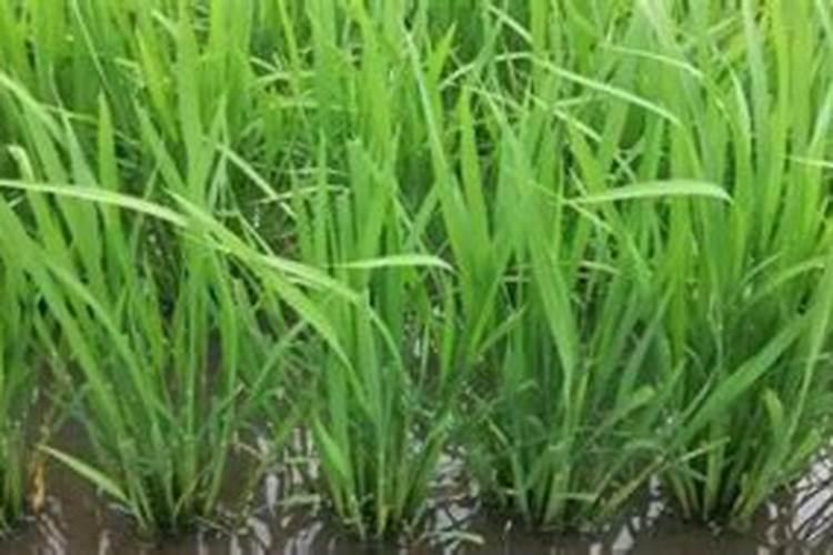 阳台冬瓜种植方法