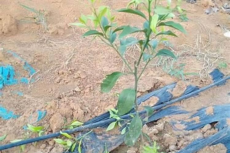 什么时候种植莲藕,莲藕的种植时间