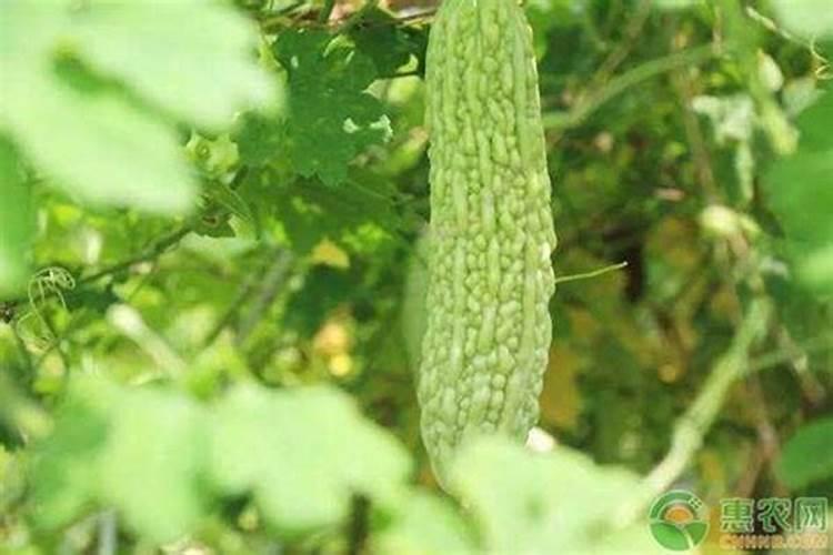 种植玉竹如何管理