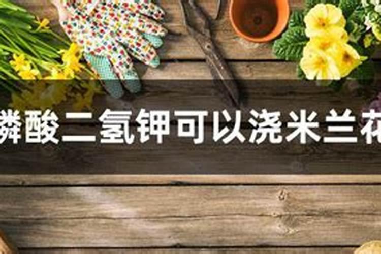 磷酸二氢钾可以浇米兰花吗