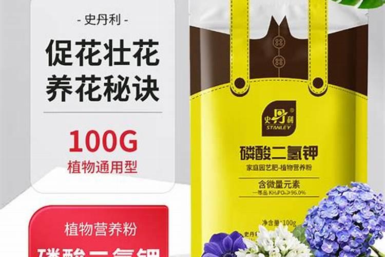 太阳花如何施肥养护花苞更加大