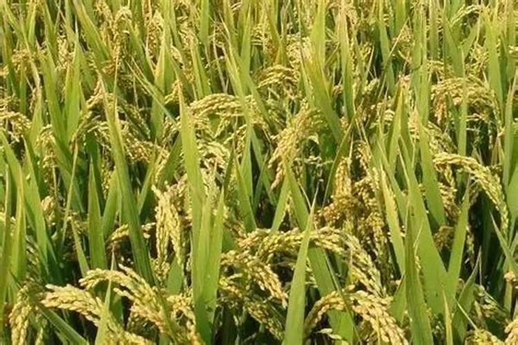 夏季如何给兰花杀菌效果好