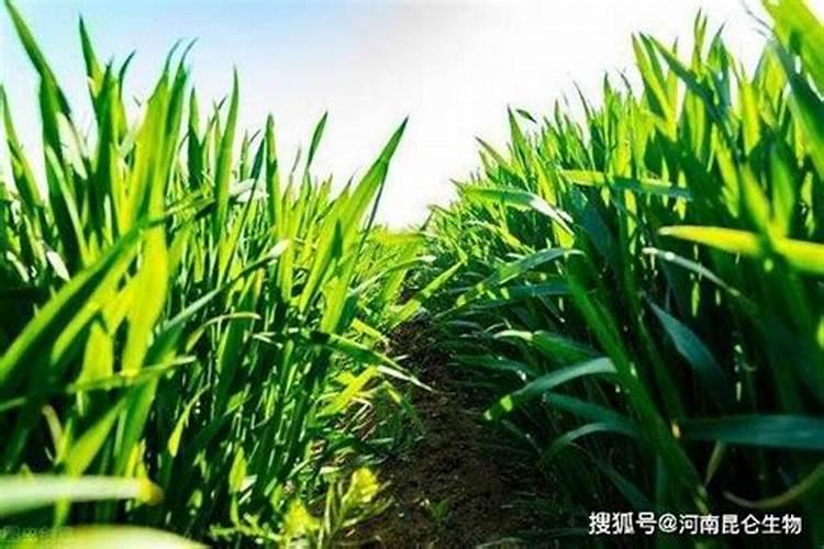 种麦子用什么复合肥好