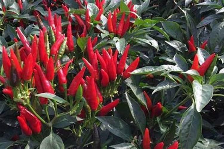 怎样种植指天椒？