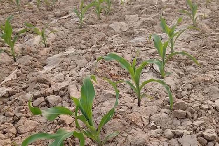 飘香藤叶子发黄脱落该怎么办