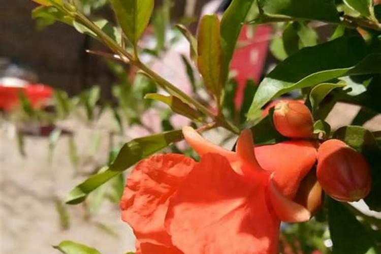 石榴花用什么肥