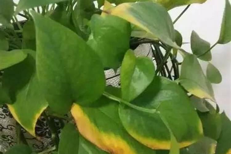 叶片发黄是缺什么肥料