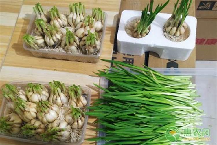 水培蒜苗用什么肥料