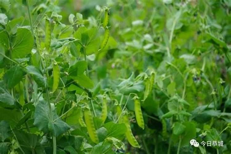 花椒树用什么肥料好