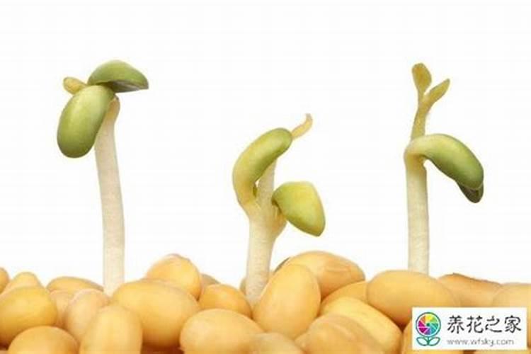 花椒树上什么肥料好
