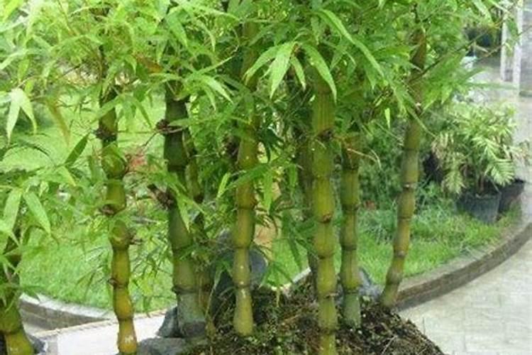 尿素兑水灌根怎样比例,有什么作用