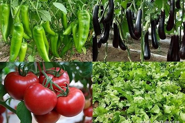 杜娟要开花怎样施肥？