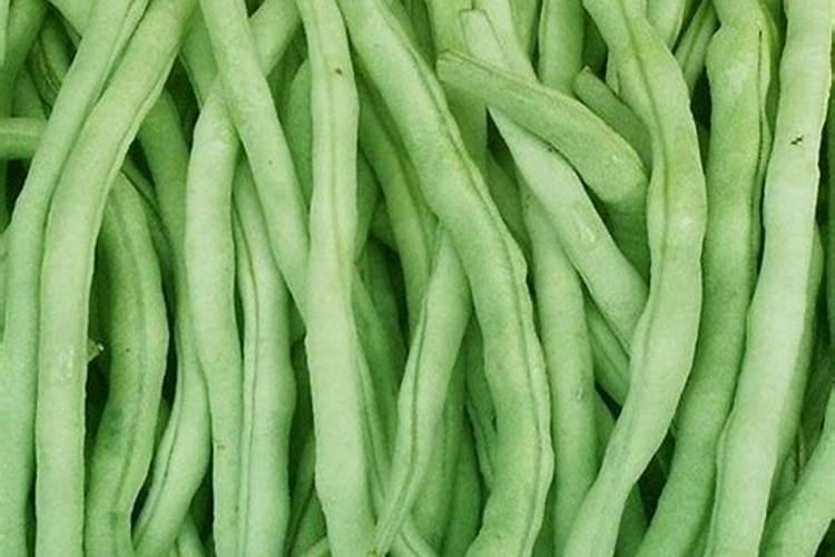各位专家,大棚种植的四季豆怎么了,该如何防治