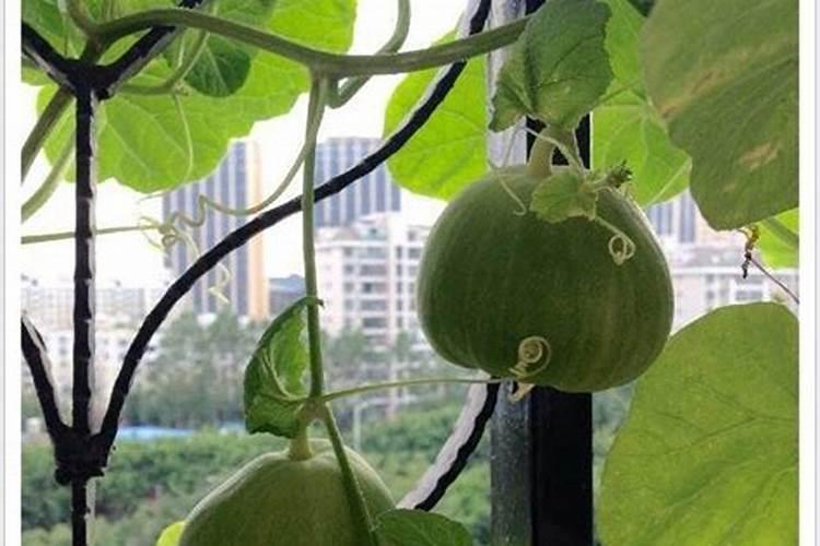 种植白菜用什么农药