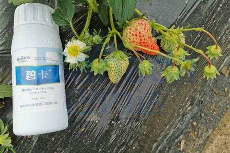 芸苔素控旺增产秘诀