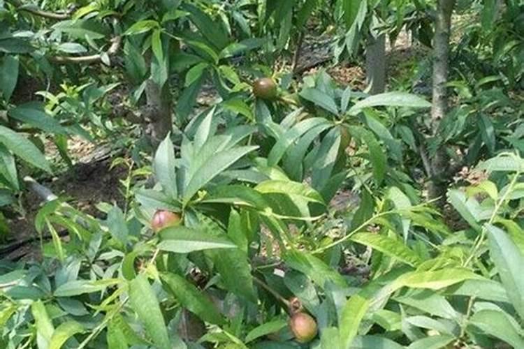 桃树施什么肥料桃子甜 如何施肥效果好