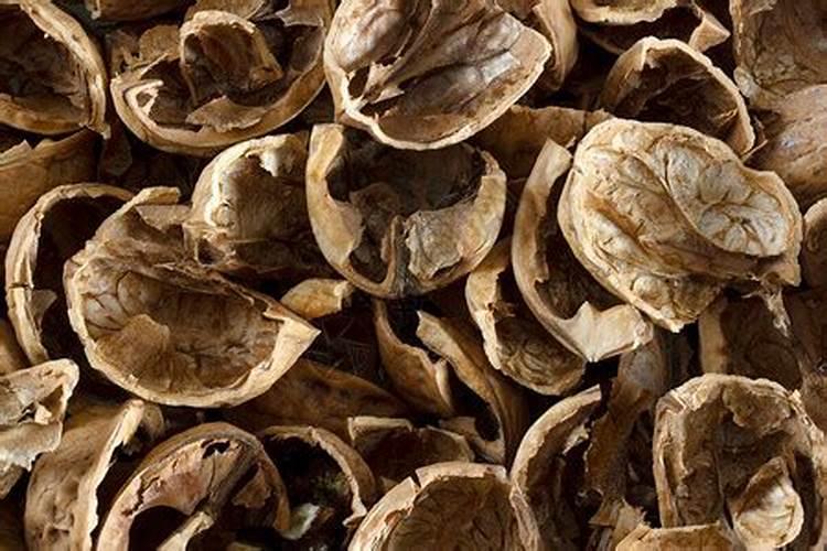 核桃壳可以做花土吗 核桃壳种花处理方法