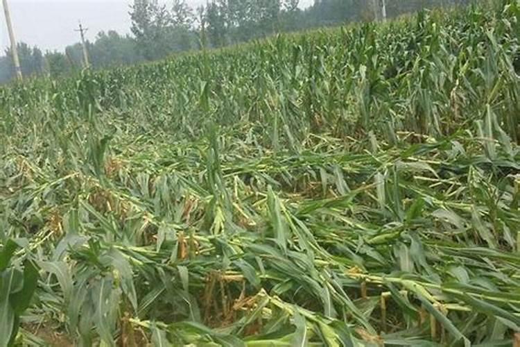 菖蒲是水生植物为什么还会烂根 石菖蒲介绍