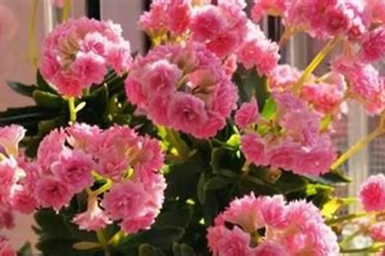 花草浇什么肥料合适