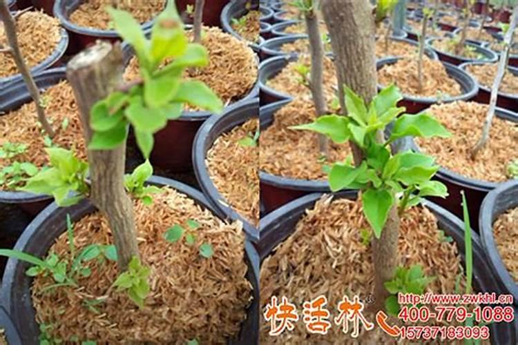 栽培几年柑桔树根不发达,能用生根粉吗？
