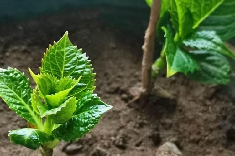 绣球移栽多久需要施肥