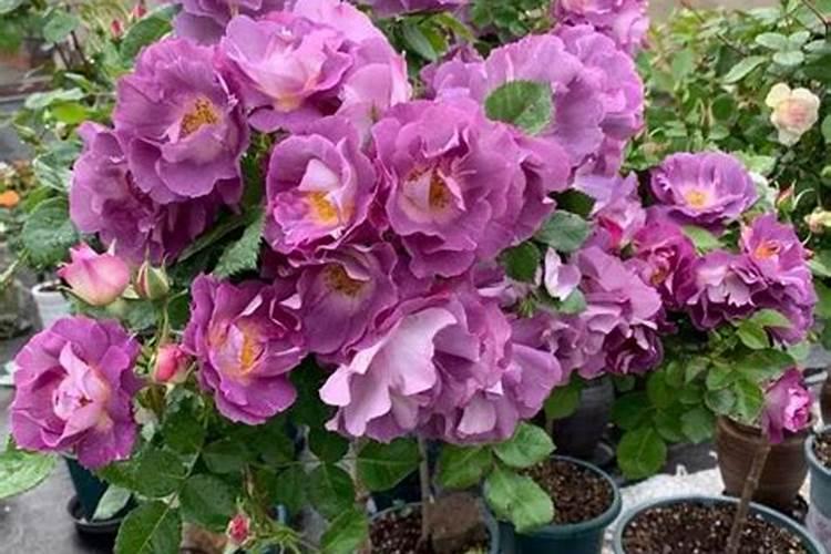 春天来了办公室花草施什么肥促进开花