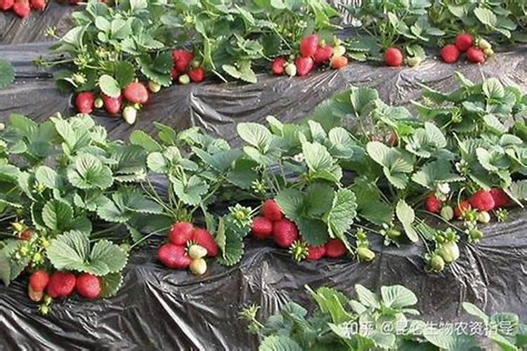 种草莓用什么肥料好 种草莓应该用什么肥料