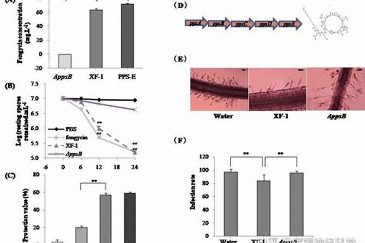 八爪鱼怎么煮才嫩脆