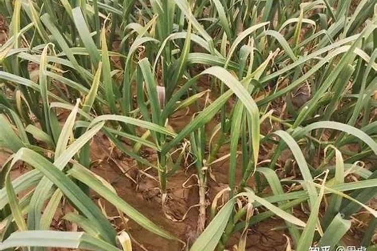 扫帚草怎么做好吃