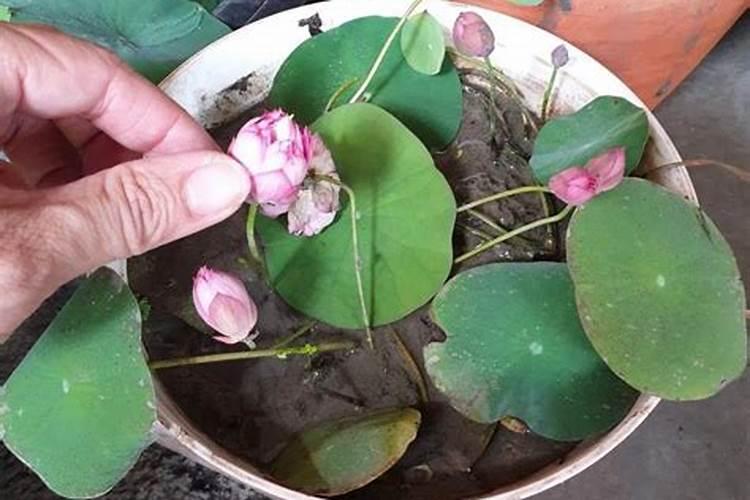 碗莲施肥用什么肥