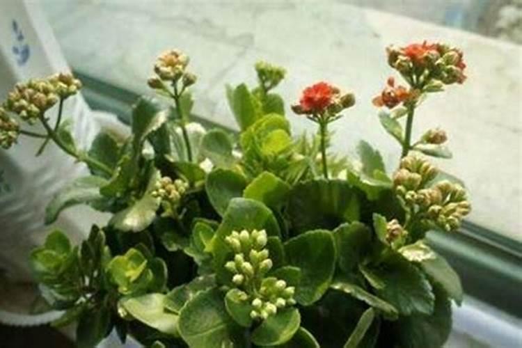 花草几月份施肥最好