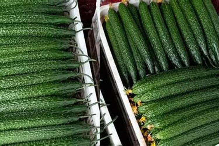 蕨类植物的养殖方法和注意事项