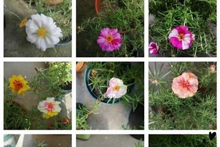 腐植酸钠哪个厂家质量最好