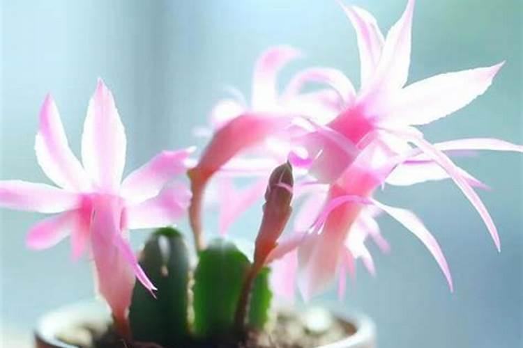 蟹爪兰花芽时如何上肥