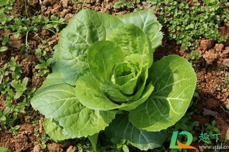 我想请问一下氮肥、磷肥(磷酸二铵)、钾肥(氯化钾)的价格分别是多少