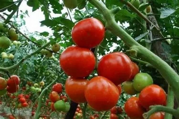 如何发酵高磷钾肥